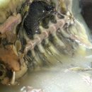 아중사계절 이미지