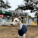 글램독가평 이미지