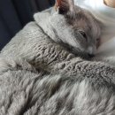 나음동물병원 | 6살 고양이 첫 건강검진 후기 :: 비용, 검사항목, 주기 (부천 나음동물병원)
