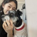 도기그루밍 이미지