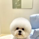 멜로우퍼피 이미지