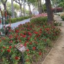 대봉교 교통섬 이미지