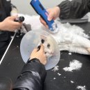 함께냥 평택점 | 평택고양이미용 믿고 맡길 수 있는 곳, 함께냥 평택점 후기