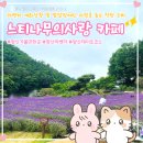 장애인근로사업장 | 느티나무의사랑 카페 | 라벤더 개화상황 보랏빛 라벤더 축제 주말 후기 발달장애인 자립을 돕는 착한 소비