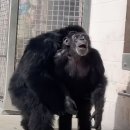 28년간 갇혀 살던 ‘실험실 침팬지’, 처음 하늘 본 뒤 보인 반응은 이미지
