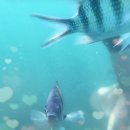 예당관광지 관리사무실 앞 | 베트남 푸꾸옥 호핑투어 찐 내돈내산 남부 섬 3개 스노쿨링 투어 후기 가성비 섬투어 예약방법 추천