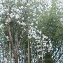 봄나들이 -맹방 벚꽃·유채꽃 이미지
