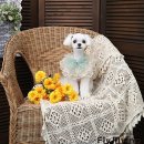 진이애견 이미지