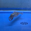 총각 | 거제도 아주동 오징어회 맛집 오징어총각 풀코스 후기