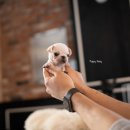 (주)퍼그