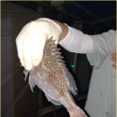 황금좌대 이미지