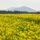 이루다제주 이미지