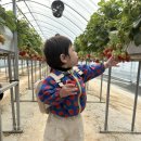 오삼농장 | 딸기 좋아하는 16개월 아기랑 🍓 오삼팜 딸기체험 후기