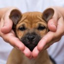 cherish puppy 이미지