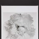 peony