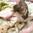 퍼피엔죽 이미지