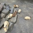 대천해수욕장당나귀체험 | [블챌]부여, 보령 여행 2~3일차 (냉풍욕장, 대천해수욕장, 개화예술공원)