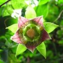 더덕꽃이 피었어요 더덕[효능]꽃말 효능 용도 더덕요리는 몇가지나될까? 이미지