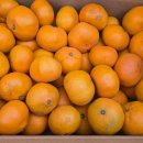 세일농장 이미지