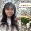 광주천 | 광주 벚꽃 명소 추천ㅣ지금 벚꽃 만개한 광주천 실시간 후기