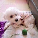 에이미펫(AMI PET) | [강아지 겨울옷] 밍키는 첫 겨울 나기 준비 중~♡