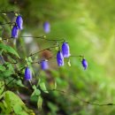 금강초롱 이미지