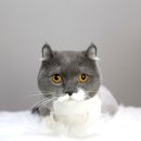 멍분의 멍 이미지