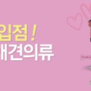 애견 11번가 이미지