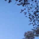 4월3일(수) 여의도 윤중로 벚꽃 구경(하루시작) 이미지