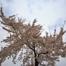 [경포벚꽃축제] 4월에 걷기 좋은 꽃길 경포호 벚꽃길