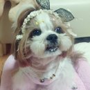 다몬 이미지