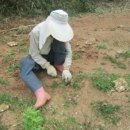 낙안농장 이미지