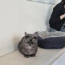 호수로 간 고양이 이미지