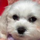 정성잇개 이미지