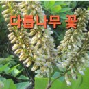 다릅나무 이미지