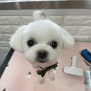 아롱애견미용실 이미지