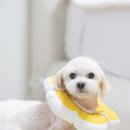 밥풀 이미지