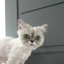 우리아리 이미지