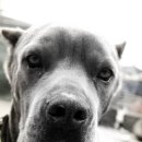 FAMILY DOG 이미지