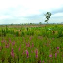 낙동강변7 이미지