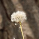 민들레홀씨 이미지