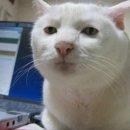 네일드레스 네이버블로그