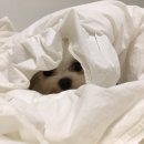 권오성동물병원