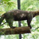 타이라(Tayra) 이미지