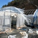 현대농자재 | 🫐 블루베리 하우스 직조 바닥필름 &amp; 반사필름 실전 후기