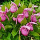 복주머니 이미지