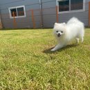 아산 반려견 교육센터 이미지