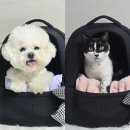 천사카랜드 | 강아지 가방 쏘오옥 프론트백 10개월 사용해본 후기!