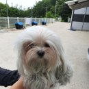 갱고개로 이미지