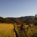 화이트스노우 이미지